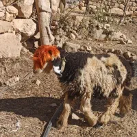 فروش 6 عدد کُوه ماده