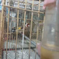 سهره قناری|پرنده|اردبیل, |دیوار