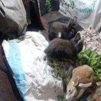 خرگوش|موش و خرگوش|اردبیل, |دیوار