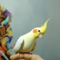 عروس هلندی و قفس کاسکو