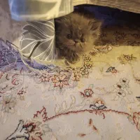 واگذاری 3 عدد بچه گربه نر