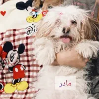 4عدد توله سگ|سگ|تبریز, |دیوار