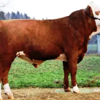 کارگر گاوداری