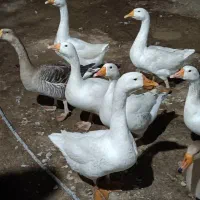 ۱۲تا قوقاز/ ۱۰ماهه