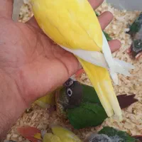 راهب سانچیک گرینچیک