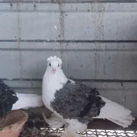 کبوتر جکسون فول|پرنده|رضوانشهر, |دیوار