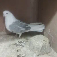 کفتر دوکتی خوش رنگ نوک ریز