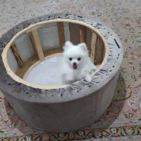 توله پامر سایز ریز خالص|سگ|مشهد, کوی المهدی|دیوار