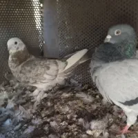 یک جفت کبوتر زینتی نر و ماده