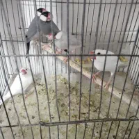 فنج نرگسی