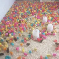 جوجه رنگی و رسمی و اردک