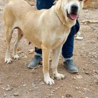 سگ ماده سرابی