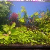 آکواریوم شیشه خم پلنت