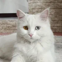 گربه سفید