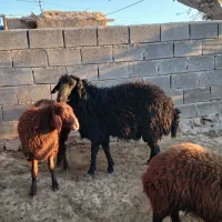 یک راس قوچ همو دوساله  جوان سرحال|حیوانات مزرعه|آبکوه, |دیوار