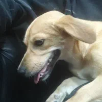 سگ نژاد اشپیتز 7 ماهه