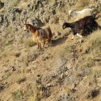 فروش دام زنده.بازدید در محل . اوگانیک