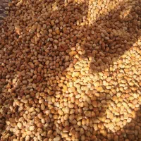 انواع سنجد تازه امسال|خوردنی و آشامیدنی|خسروشاه, |دیوار