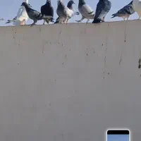 کبوتر آلمانی|پرنده|سبزوار, رباط|دیوار