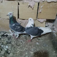کفتر جفتگاه سار سوسکی کله سفید سرخ کاکلی|پرنده|تربت‌حیدریه, رضاشهر|دیوار