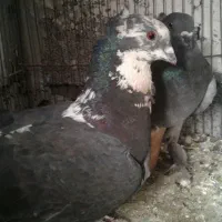 کبوتر زینتی|پرنده|جوانرود, |دیوار