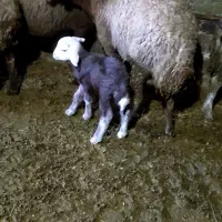 بز  مهربان و افشار|حیوانات مزرعه|سنندج, |دیوار