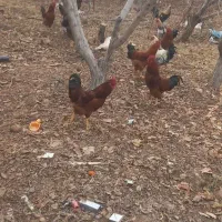 خروس قوی و جوان