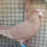 زرد نر گرفتنی