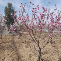 زمین-کشاورزی-واقع-در-روستای-اسدآباد