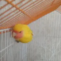 طوطی برزیلی