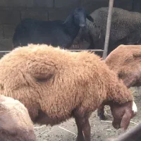 گوسفند