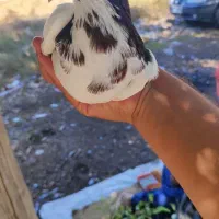 کبوتر ساده خال افشار