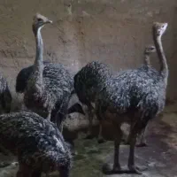 شتر مرغ|حیوانات مزرعه|اسفرورین, |دیوار