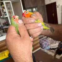 عروس هلندی وکوتوله برزیلی هشترود|پرنده|هشترود, |دیوار