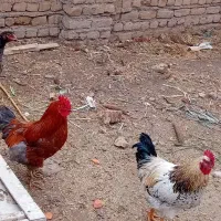 خروس مرغ جوجه گلین