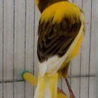 قناری ابلق خارجی بدون غلط