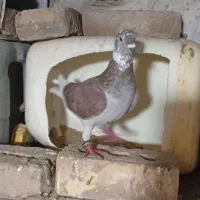 کفتر