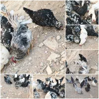 تخم نطفه دار گلین طوسی و خالسوزنی