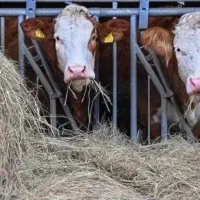 علوفه باغی برای دام خردشده