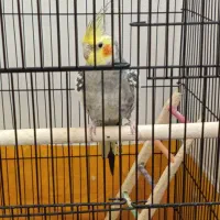 عروس هلندی|پرنده|مشهد, قائم|دیوار