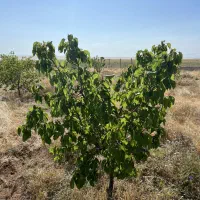 فروش-زمین-زردالو4ساله