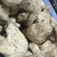 قارچ(آگله)|خوردنی و آشامیدنی|آمل, |دیوار