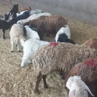 میش لاغر|حیوانات مزرعه|مشهد, مهدی آباد|دیوار