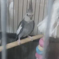 پرنده|پرنده|قشم, |دیوار