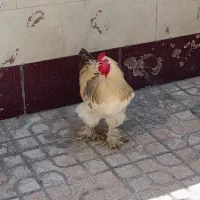 خروس برهما 1ساله