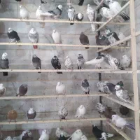 پرنده سرای عمو کاظم|پرنده|چهاردانگه (تهران), |دیوار