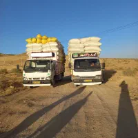 کاه دیم نرم ودرجه یک،تحویل درمحل