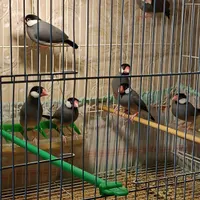 فنچ نرگسی