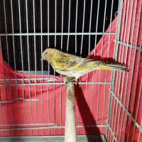 دوتا جوجه گلبسر نر|پرنده|ری, علایین|دیوار