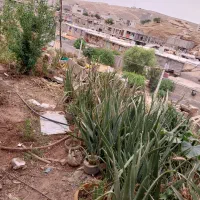 آلورا|گل و گیاه طبیعی|مسجد سلیمان, |دیوار